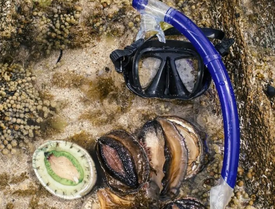 去澳洲淨係識去悉尼打卡?啊姐 汪明荃Liza同周嘉洛今次帶大家飛南澳阿德萊德,由酒莊飲到落水底!