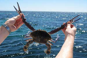 去澳洲淨係識去悉尼打卡?啊姐 汪明荃Liza同周嘉洛今次帶大家飛南澳阿德萊德,由酒莊飲到落水底!